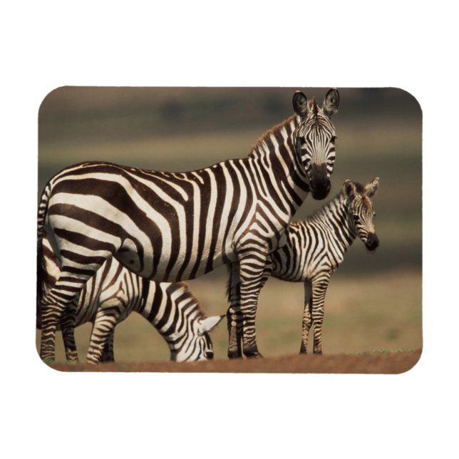 Baby Burchell-Zebra mit Mutter Magnet (Horizontal)