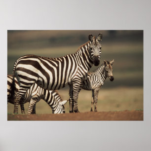 Baby Burchell-Zebra mit Mutter Poster