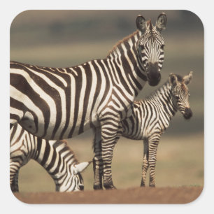 Baby Burchell-Zebra mit Mutter Quadratischer Aufkleber