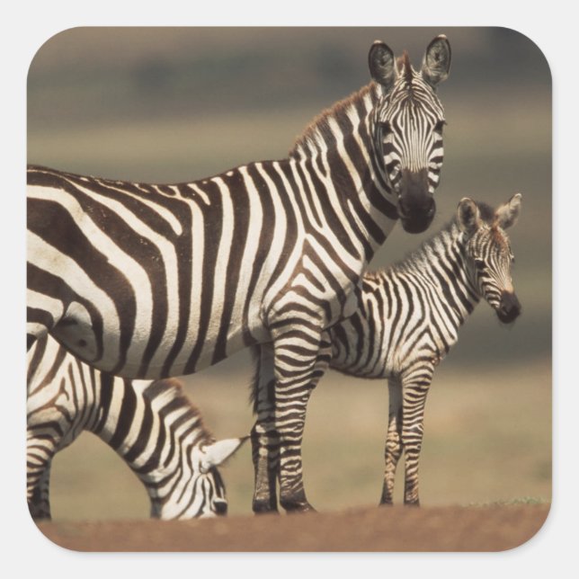Baby Burchell-Zebra mit Mutter Quadratischer Aufkleber (Vorderseite)
