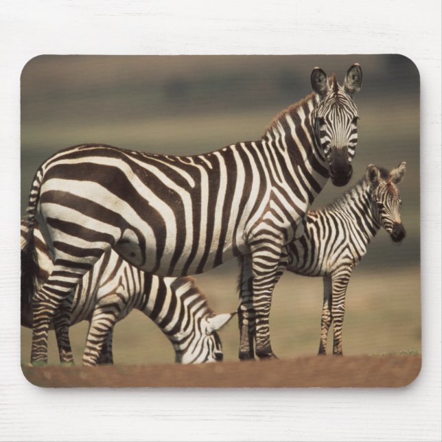 Baby Burchell's Zebra mit Mutter Mousepad (Vorne)