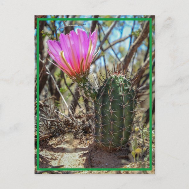 Baby Cactus Postkarte (Vorderseite)