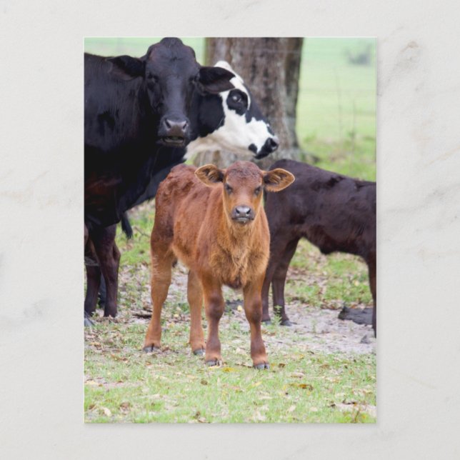 Baby Calf im Frühling Postkarte (Vorderseite)