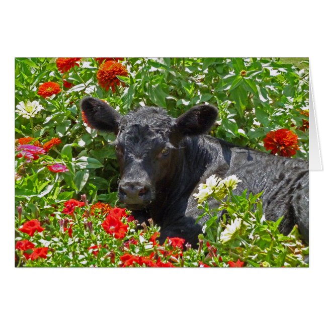 Baby Calf in den Blume (Vorderseite (Horizontal))