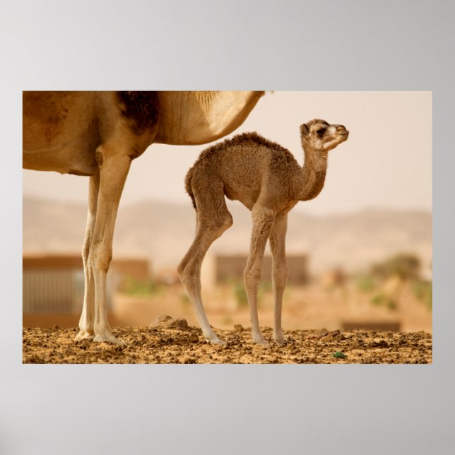 Baby Camel Poster (Vorne)