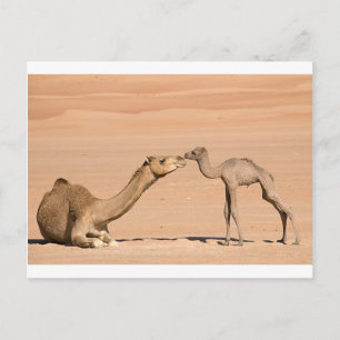 Baby Camel und ihre Mutter Postkarte