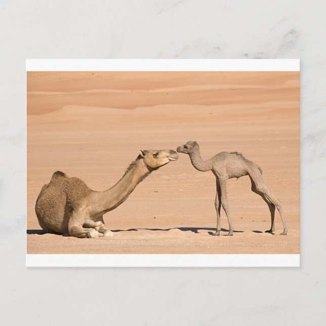 Baby Camel und ihre Mutter Postkarte (Vorderseite)