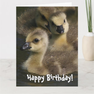 Baby Canada Geese Birds Birthday Grußkarte Karte