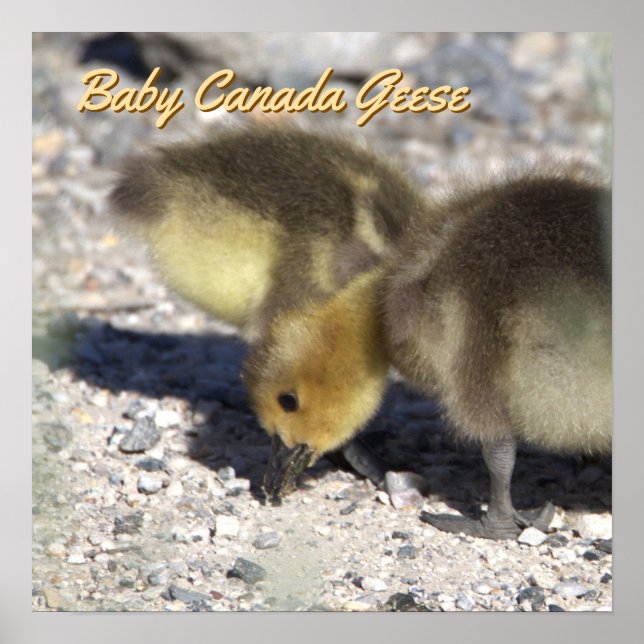 Baby Canada Geese Poster (Vorne)