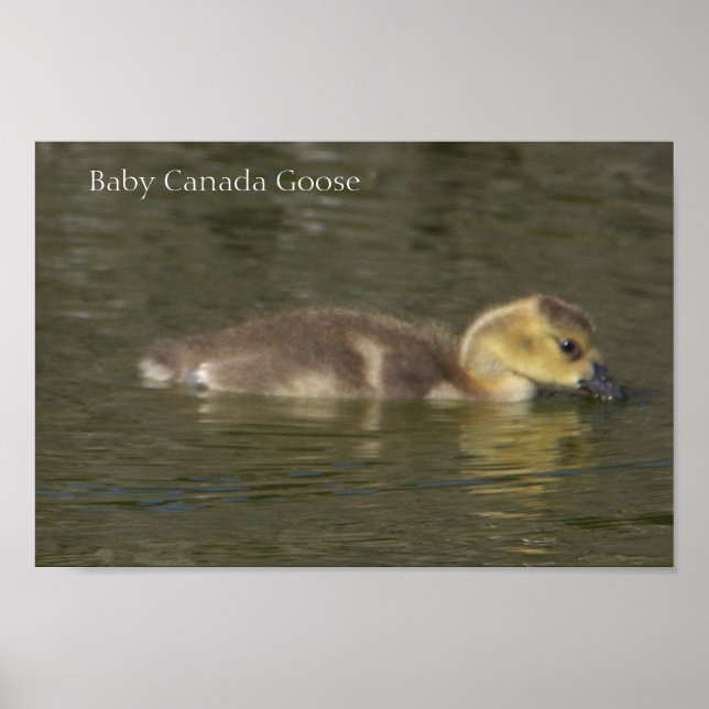 Baby Canada Goose Foto Poster (Vorne)