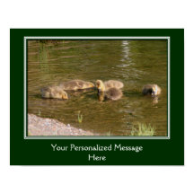 Baby Canada Goose Goslings Erstellen Sie Ihre eige