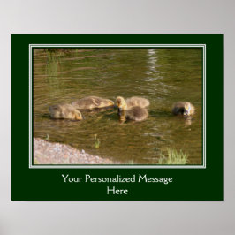 Baby Canada Goose Goslings Erstellen Sie Ihre eige Poster