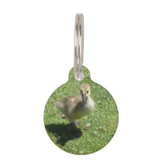 Baby Candian Gans Tiermarke