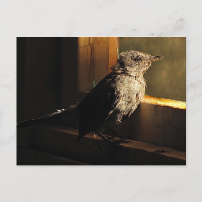 Baby Catbird Postkarte (Vorderseite)
