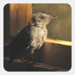 Baby Catbird Quadratischer Aufkleber