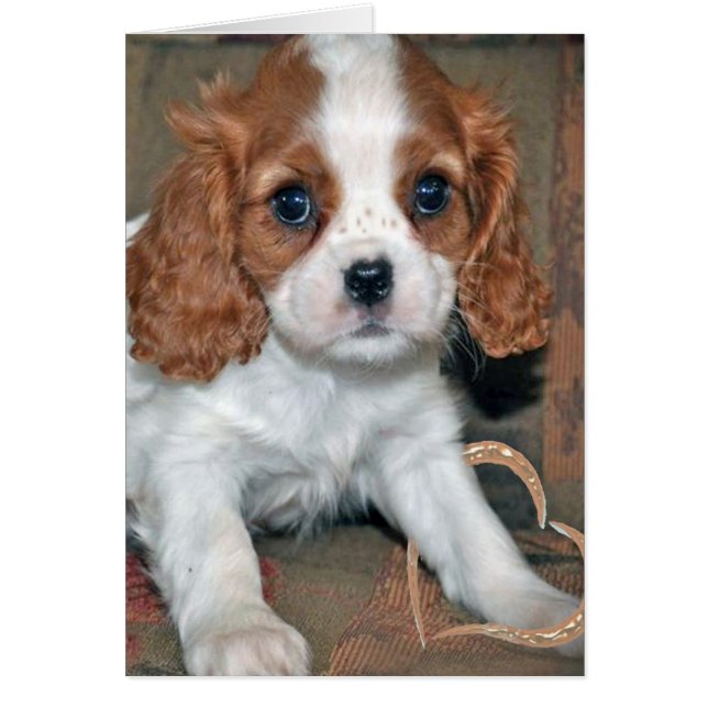 Baby Cavalier King Charles Card (Vorne)