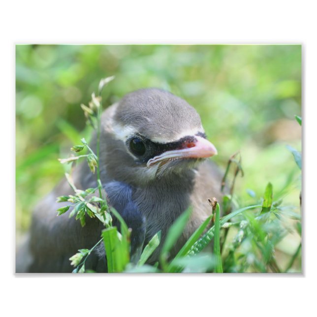 Baby Cedar Waxwing Bird 8x10 Nature Fotodruck (Vorne)