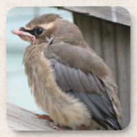 Baby Cedar Waxwing Bird Nature
