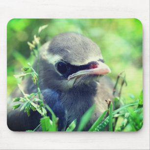 Baby Cedar Waxwing Bird Nature Mousepad