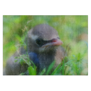 Baby Cedar Waxwing Fledgling Bird Animal Schneidebrett