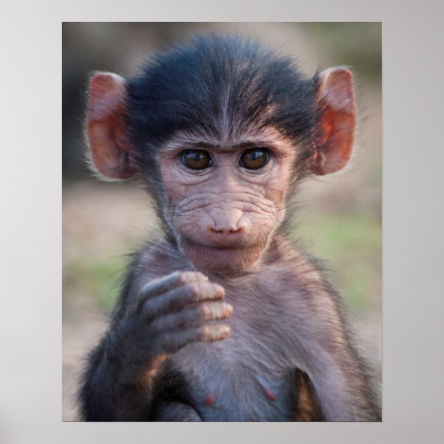 Baby Chacma Baboon Poster (Vorne)