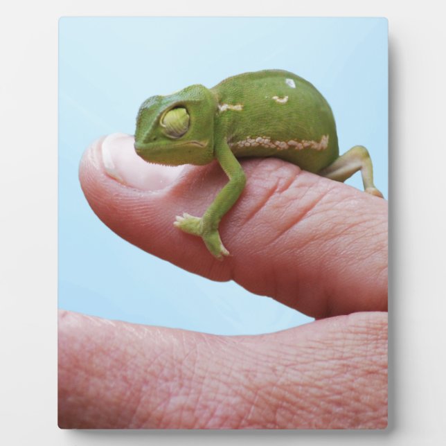 Baby Chamäleons Perspektive Fotoplatte (Vorderseite)