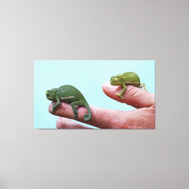 Baby Chamäleons Perspektive Leinwanddruck (Vorderseite)