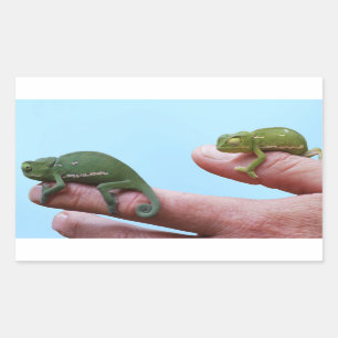 Baby Chamäleons Perspektive Rechteckiger Aufkleber