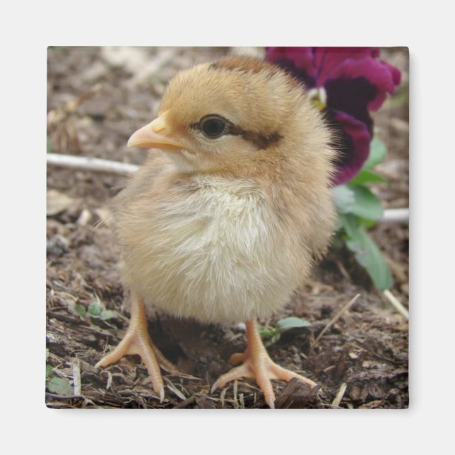 Baby Chic Magnet (Vorne)