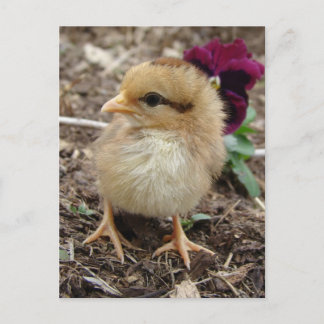 Baby Chic Postcard Postkarte