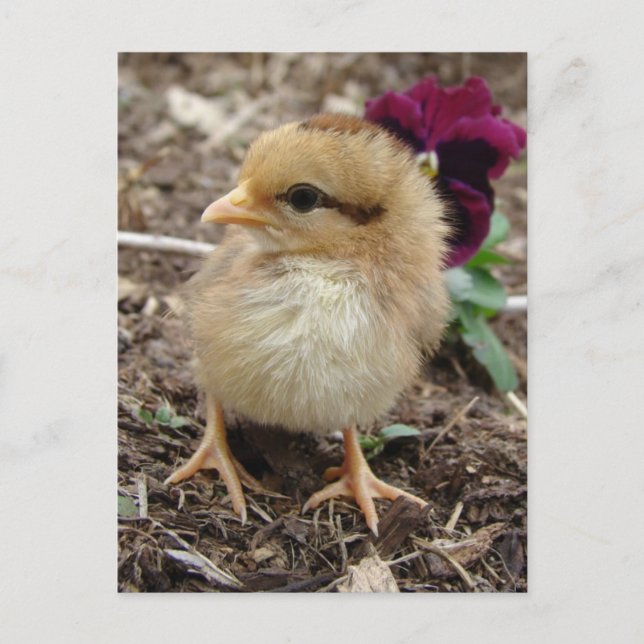 Baby Chic Postcard Postkarte (Vorderseite)