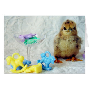 Baby Chick