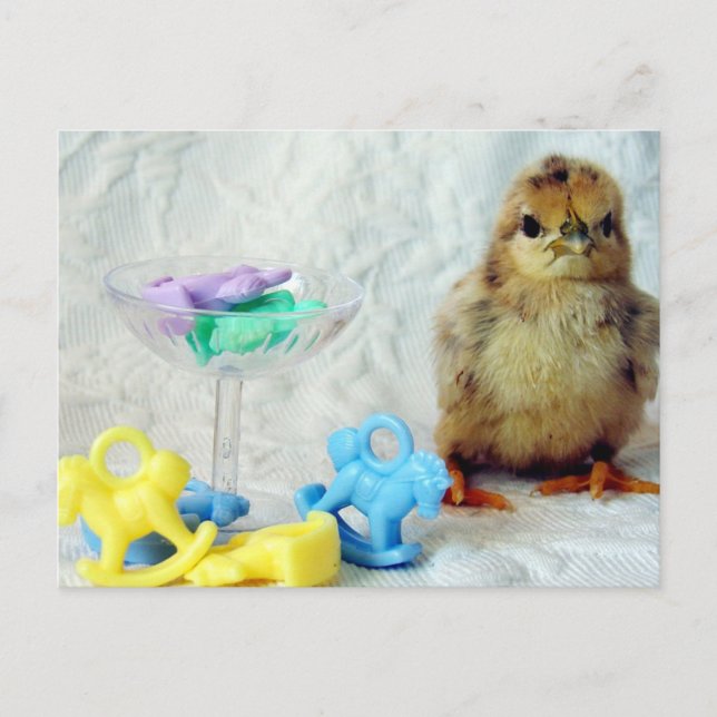 Baby Chick 2 Postkarte (Vorderseite)
