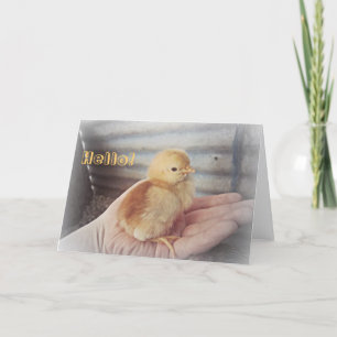 Baby Chick "Hello" Card Karte
