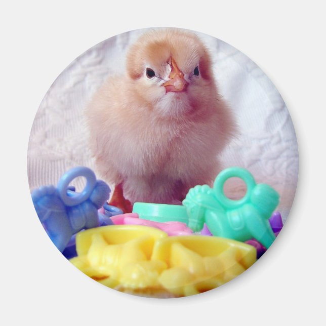 Baby Chick Magnet (Vorne)