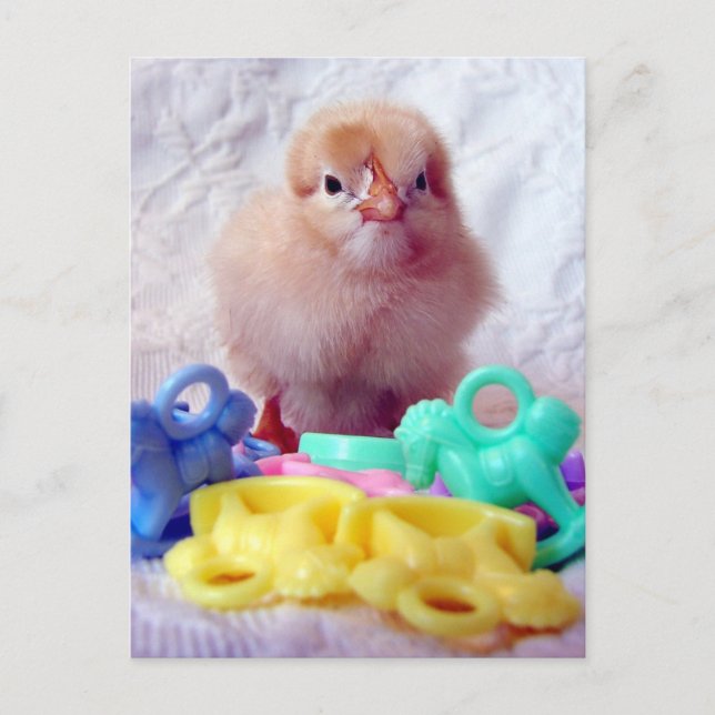 Baby Chick Postkarte (Vorderseite)