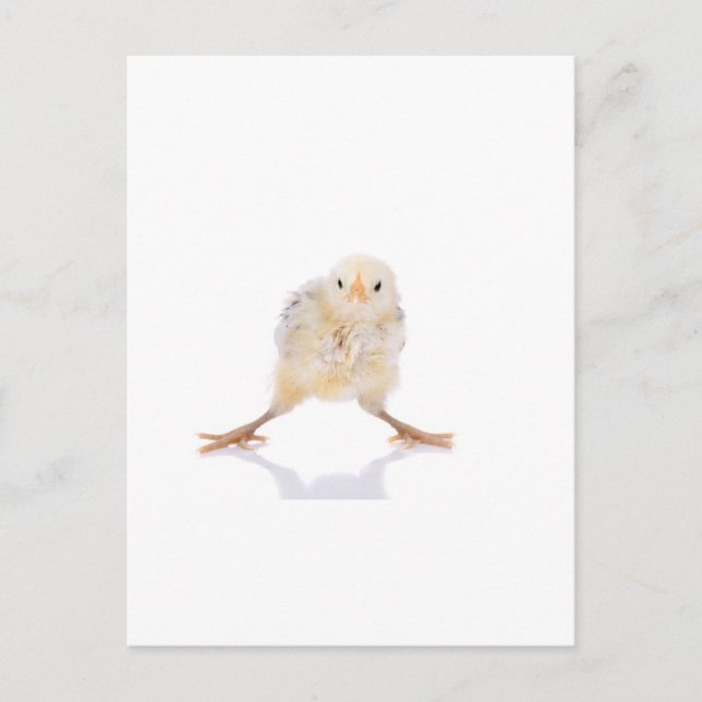Baby chick postkarte (Vorderseite)