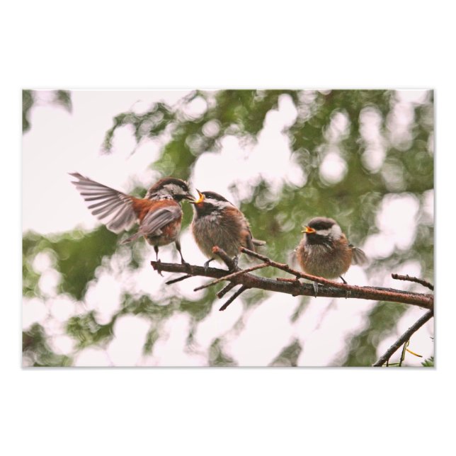 Baby Chickadees und Mutter Bird Fotodruck (Vorne)