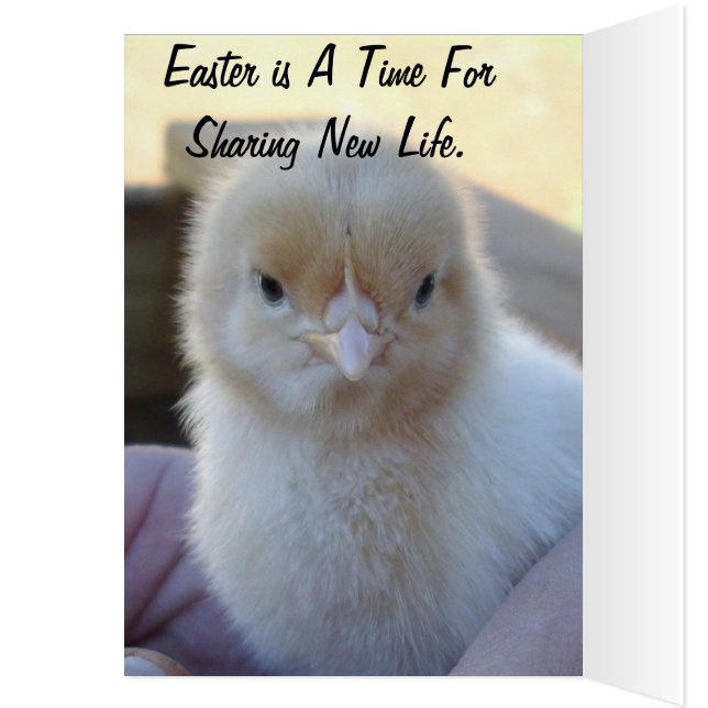 Baby_Chicken_Oaster_Card. (Innen (Links))