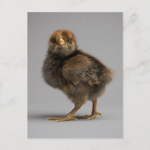 Baby Chicken Postkarte