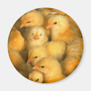 Baby Chicks Chick Hühnchen Magnet
