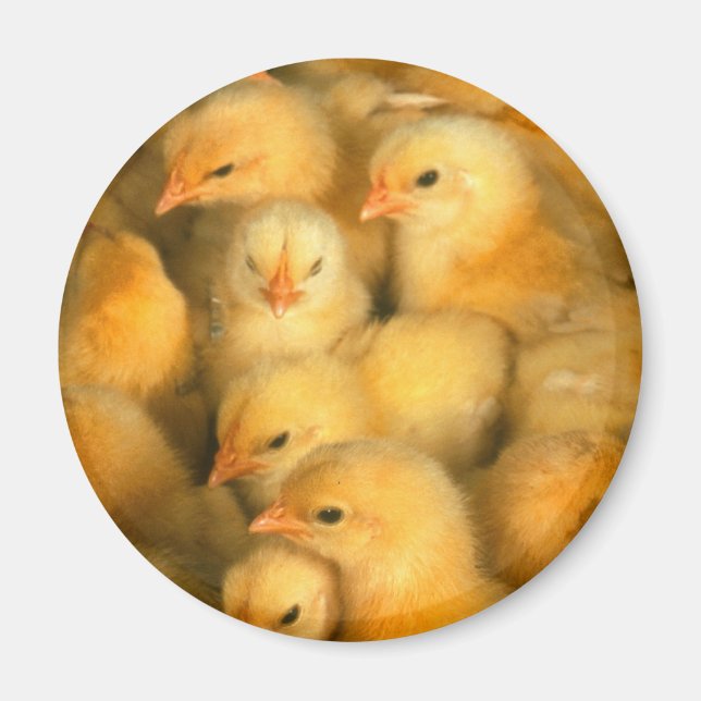 Baby Chicks Chick Hühnchen Magnet (Vorne)