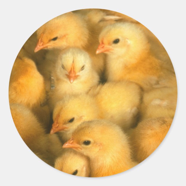 Baby Chicks Chick Hühnchen Runder Aufkleber (Vorderseite)