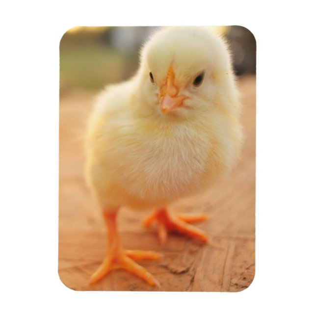 Baby Chicks Magnet (Vertikal)