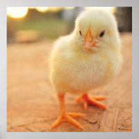 Baby Chicks