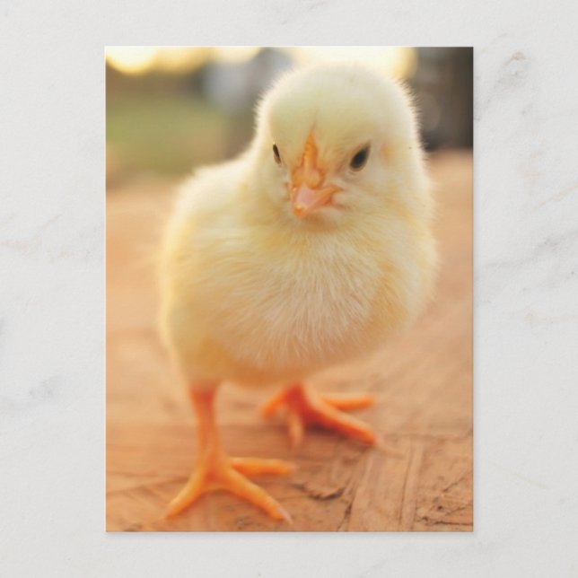 Baby Chicks Postkarte (Vorderseite)