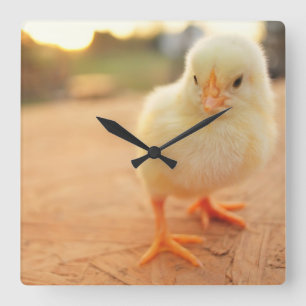 Baby Chicks Quadratische Wanduhr