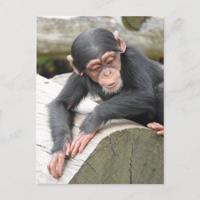 Baby Chimp Postcard Postkarte (Vorderseite)