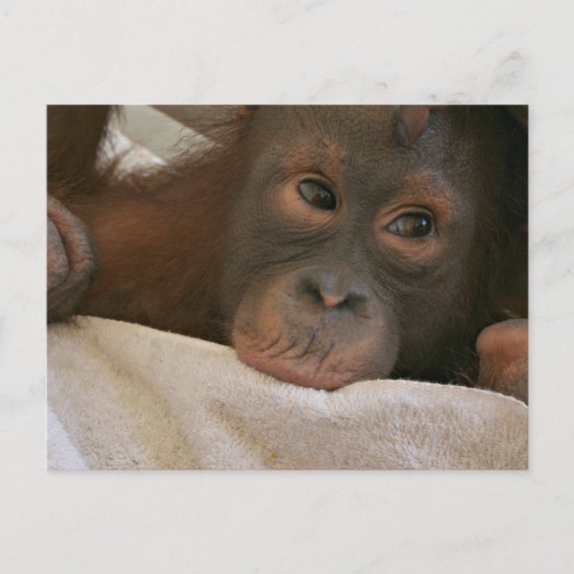 Baby Chimp Postcard Postkarte (Vorderseite)