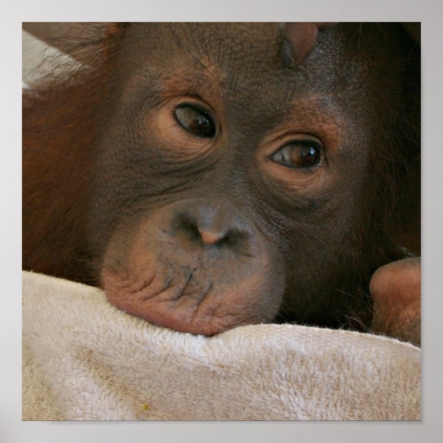 Baby Chimp Poster Print (Vorne)
